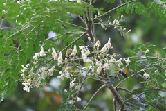 Moringa oleifera
